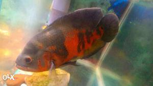 Black And Orange Fish
