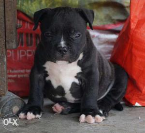 Black And White American Bully