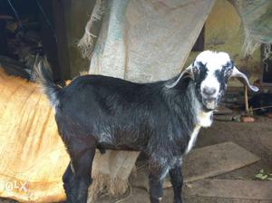 Black And White Hair Goat