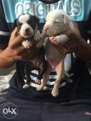 Black And White Puppies american pitbulls