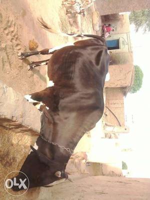 Black Cow In Sri Ganganagar