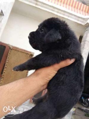 Black Labrador puppy healthy and active