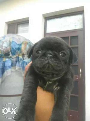 Black Pug Male nd female pup available