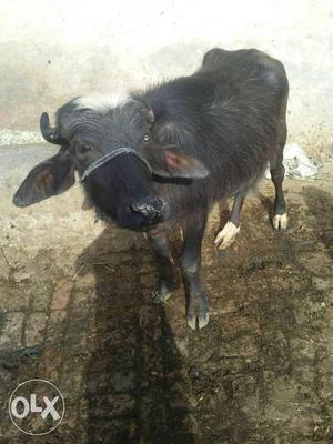 Black Water Buffalo Calf