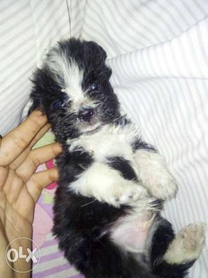 Black and little white lasa puppy of one month