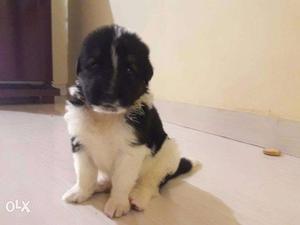 Black and white puppies for sale