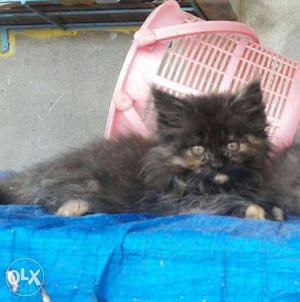 Black female cat 2.5 month intrested persons call me