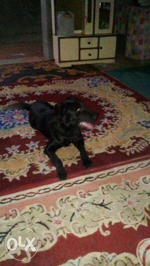 Black labra dog Age 3 years
