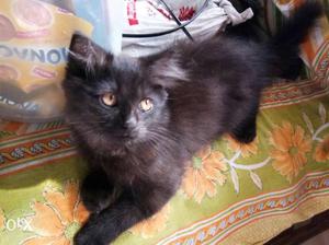 Black persian male 3 months old