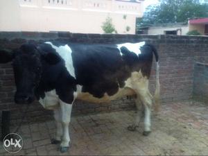 Black & white cow, 10th month pragnet cow