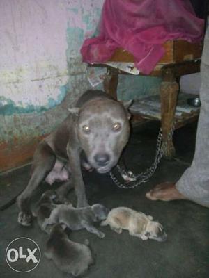 Brown American Bully With Puppy Litter