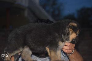 Brown And Black German Shepherd with paper only one male