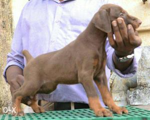 Brown And Tan Doberman Puppy Available For Loving / Show