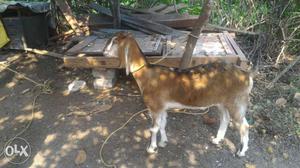 Brown And White Goat