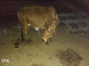 Brown Cow In Jalalabad