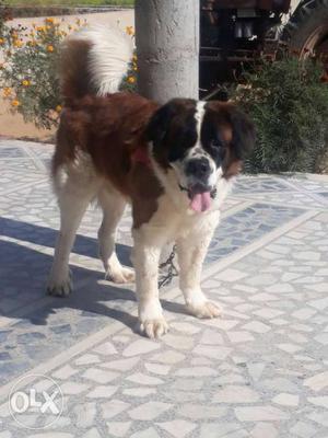 Brownish-white Saint Bernard Sell & exchange with small