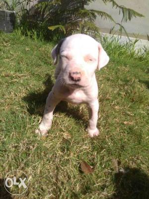Bully pup 1.5 month age male full active bakki dekhla ge