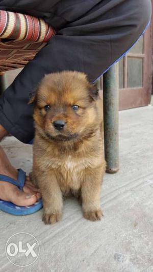 CHOW-CHOW pup male. in good price. 1 month old.