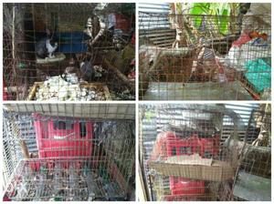 Cage for Rabbit, bird, hen, for any other animals.