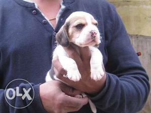 Cheap & best price beagle pups available in delhi near saket