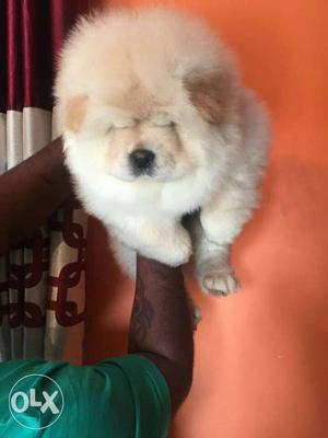 . Chow chow dog breed. With papers. 100%