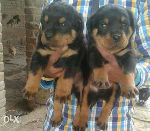Cool mind Onest breed rottweiler pupp and all breed pupp