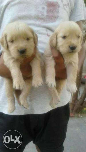 Cool mind golden retriever puppy avalable