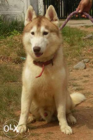 Copper And White Siberian Husky 1year old to loving homes