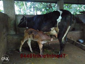 Cow with male calf only two weeks after delivery