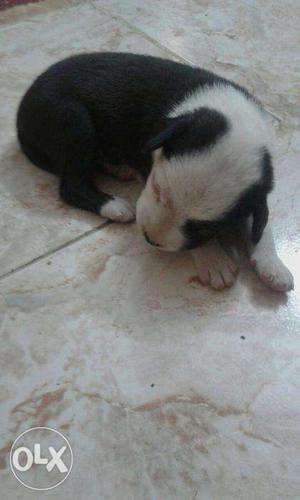 Cute black and white puppy