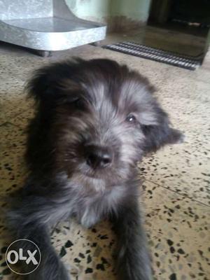 Cute black lhasa puppy