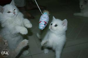 Cute, charming pure lineage persian kitten