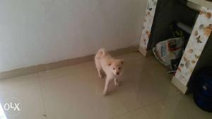Cute puppy for urgent sale call me if interested