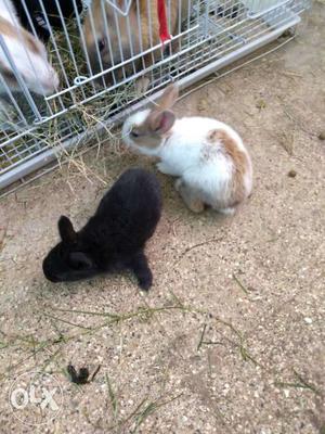 Cute rabbits for sell