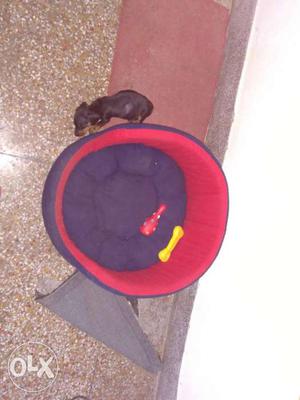 Dachshund female 60 days old is for sale. Her