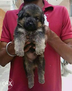 Deffrent quality german shepherd puppy available.. all