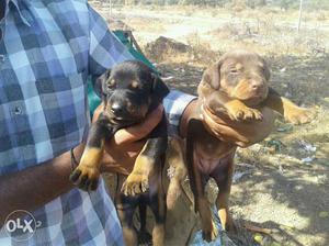 Doberman Female available all top breeds quality
