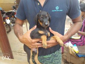 Doberman Puppy