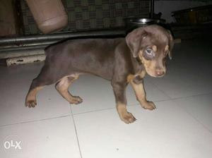 Doberman puppy available female heavy quality puppy pure