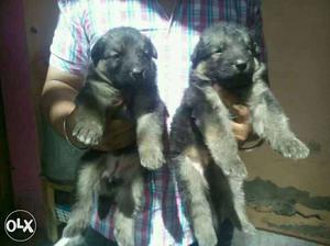 Dog Home German Shepard puppy available..