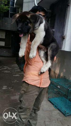 Double bone akita puppy available in nominal