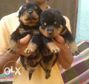 Excellent Rottweiler puppies ready at