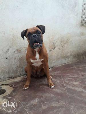 Excellent quality fown colour boxer female for