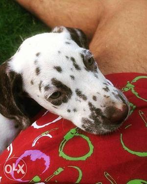 Female Dalmatian puppy for sale at  rupees