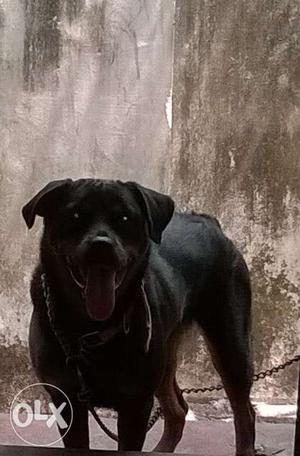 Female Rottweiler 2 1/2 years old with kcl and