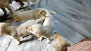 Female labrador puppy.. For sale