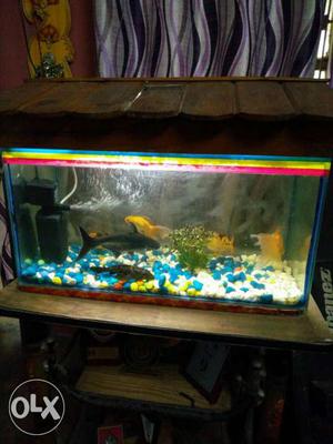 Fish Tank In Ranchi