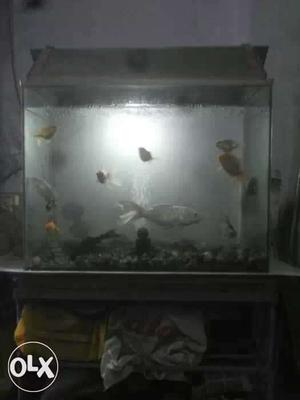 Fish tank with fish in very cheap rate