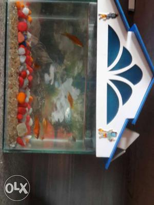 Fish tank with sand&stones&fishes