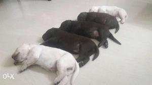 Five Labrador Retriever Puppies